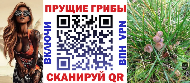 Галлюциногенные грибы Psilocybe  купить закладку  Онега 